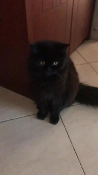 Siamois croisés avec persan a vendre