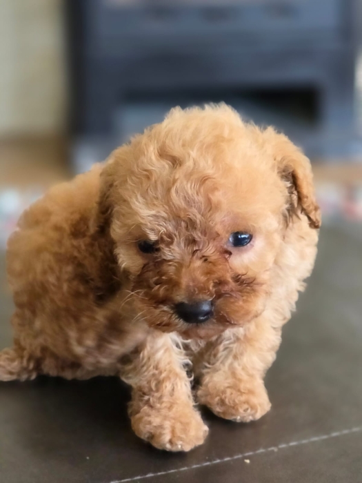 Chiot Caniche Toy femelle pedigree