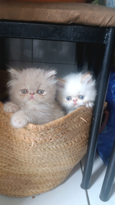 Chatons persans