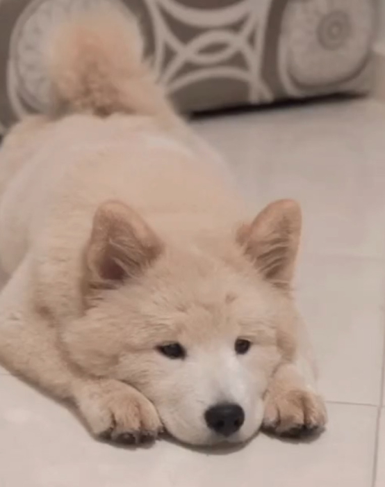 chow chow formidable a vendre