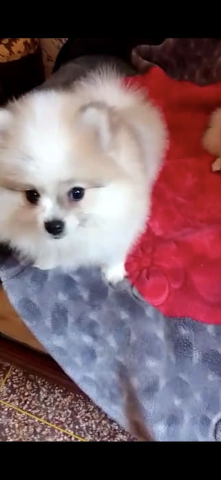 Chiots spitz mâle et femelle