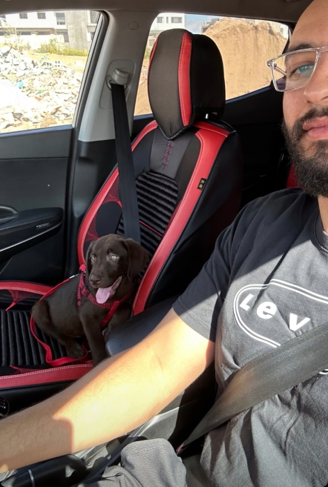 À vendre chienne Labrador Chocolat