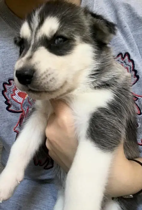 husky sibérien