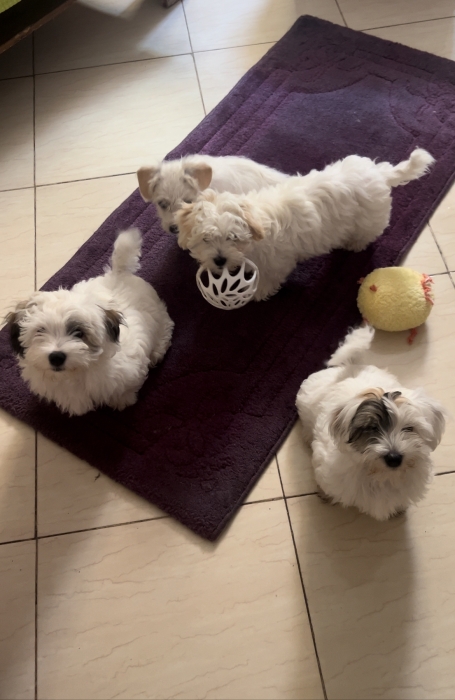Adorables Bichons