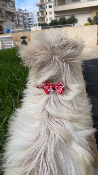 Chien Bichon maltais