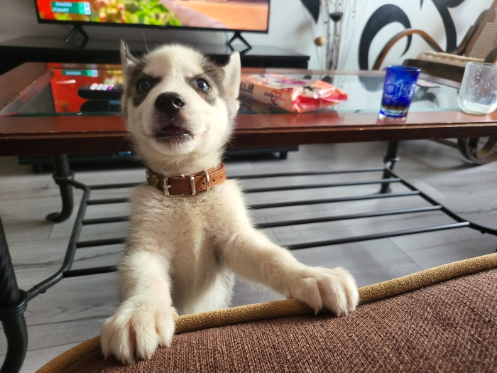 Vent chiot Husky Syberien pure race