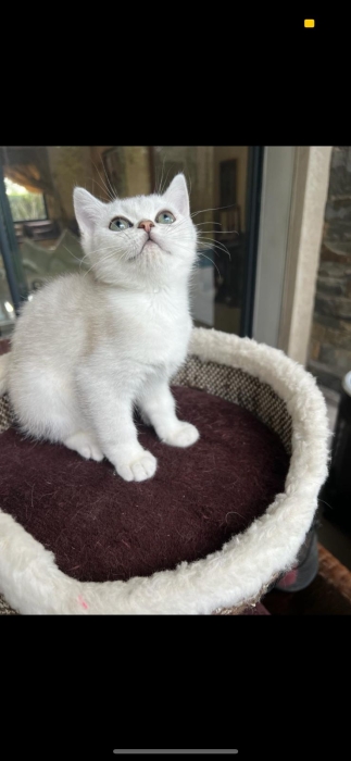 Scottish straight et fold