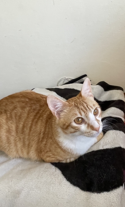 Donner mon chat gratuitement