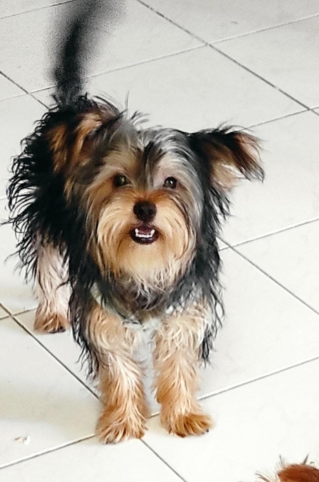 Chien Yorkshire