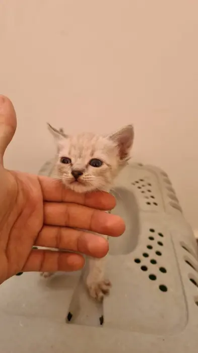 Chatons siamois tigrée à vendre