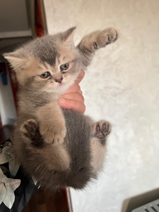 Chatons scottish straight