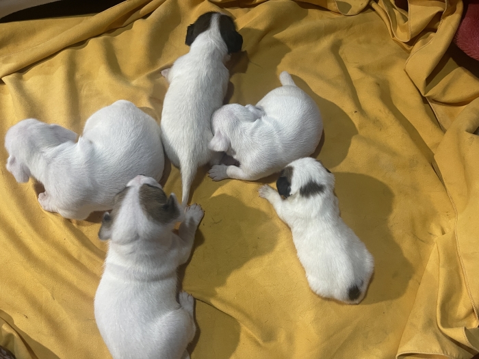 Chiots Jack Russel