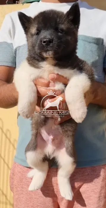 Akita americain PEDIGREE