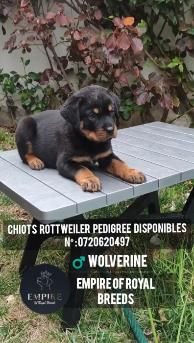 Chiots rottweiler pedegree