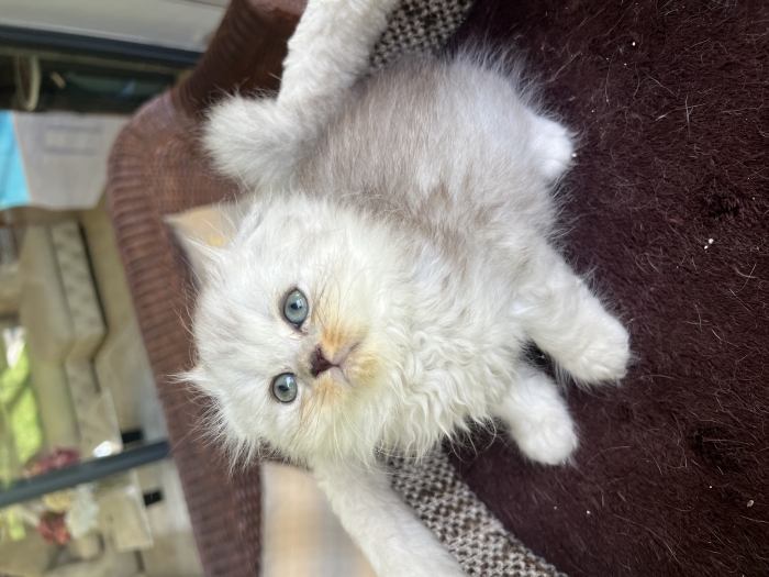 Chatons scottish et british