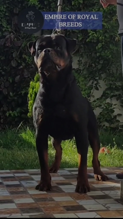 Rottweiler mâle pedigree confirmé