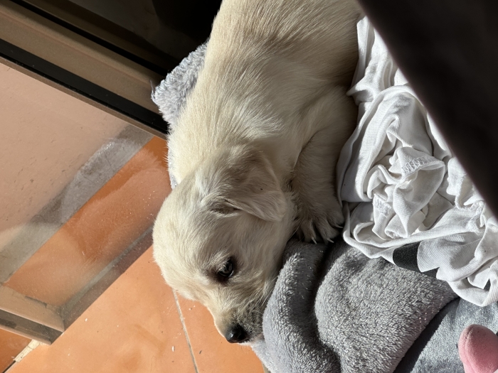 Labrador de 1 mois et demi