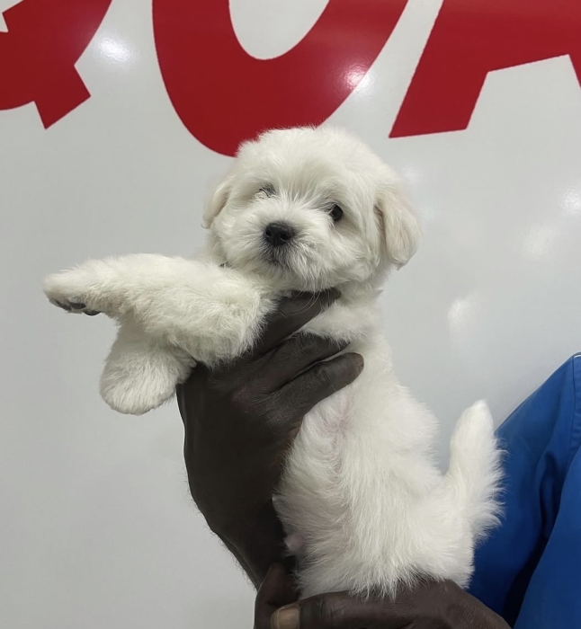Bichon maltais toy