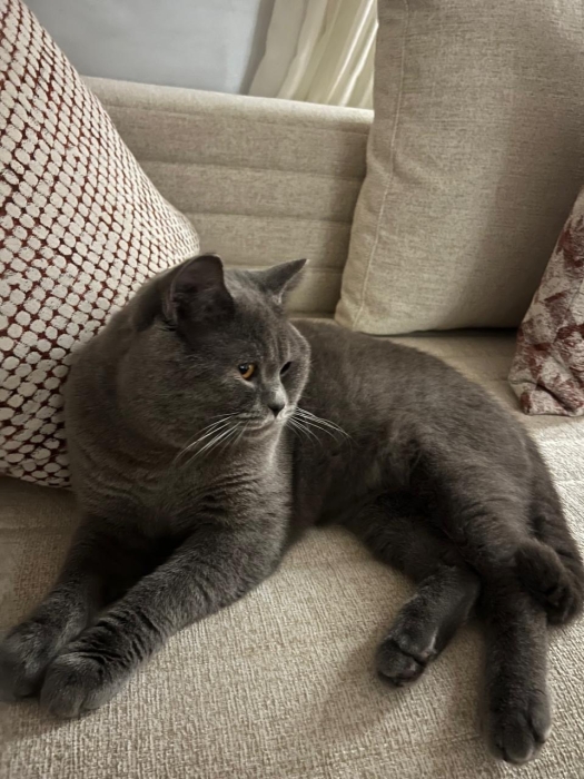 Deux chatons British shorthair a vendre