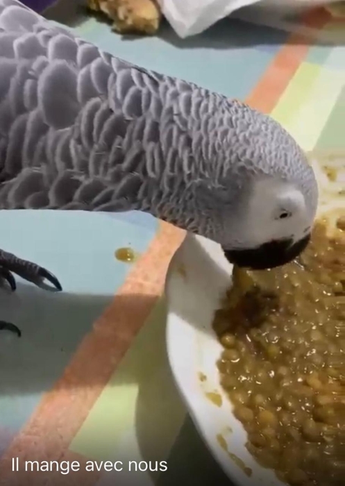 Perroquet gris du Gabon