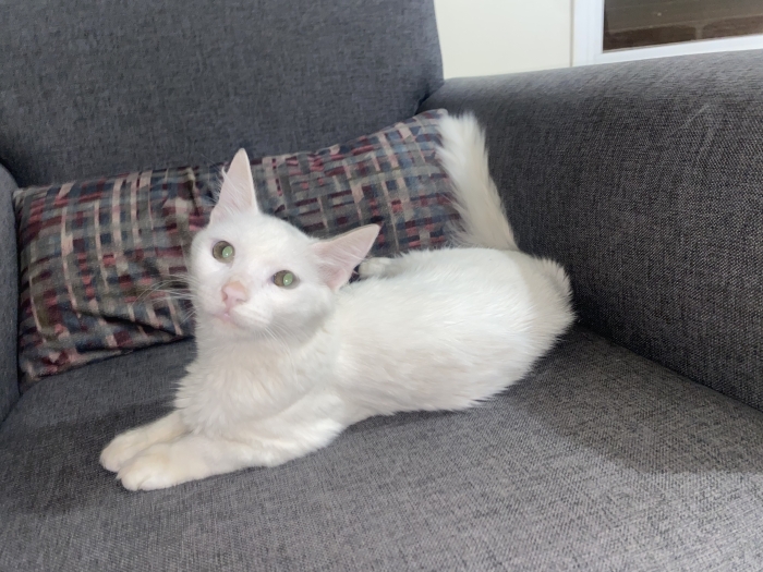 À donner - Adorable chat cherche une nouvelle famille aimante !