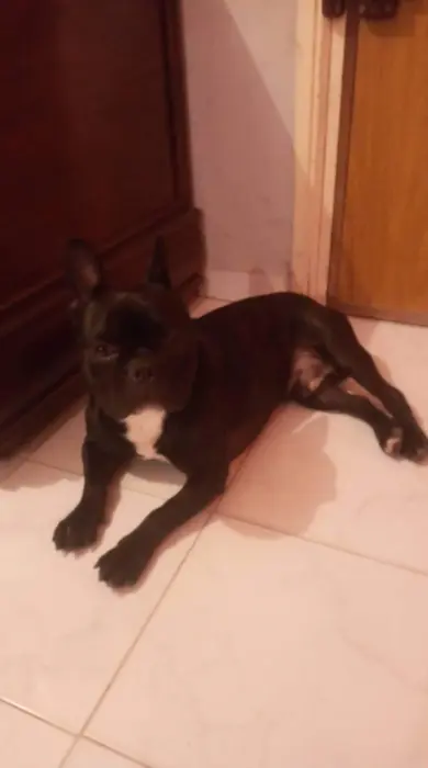 Bull dog francais
