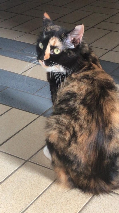 Je m'appelle Kalessi et je cherche une nouvelle famille