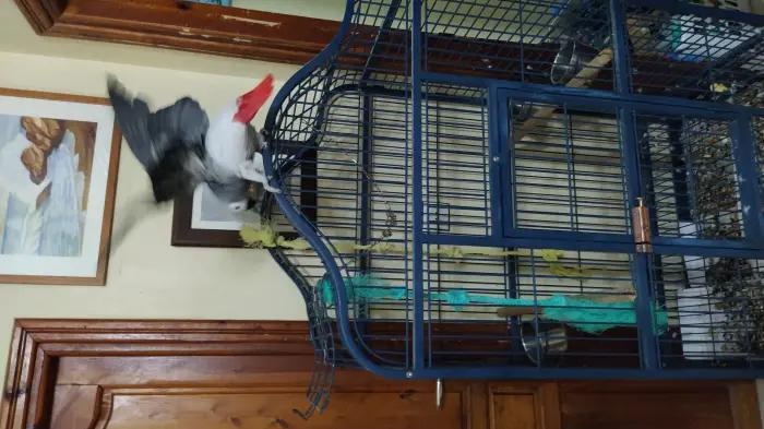 Perroquet Gris de Gabon