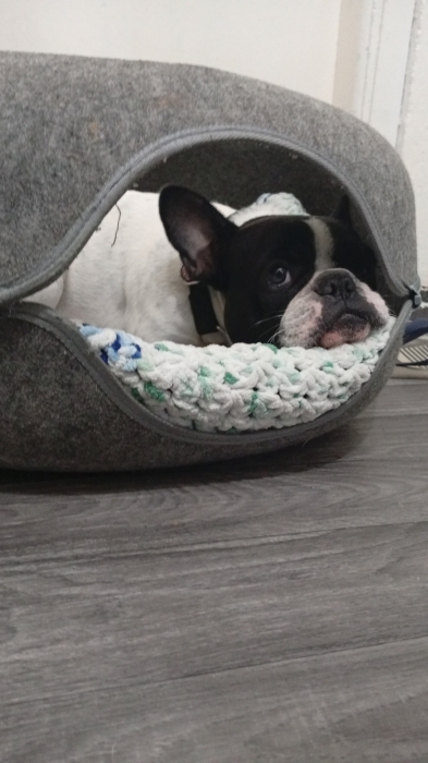 chien bouledogue français