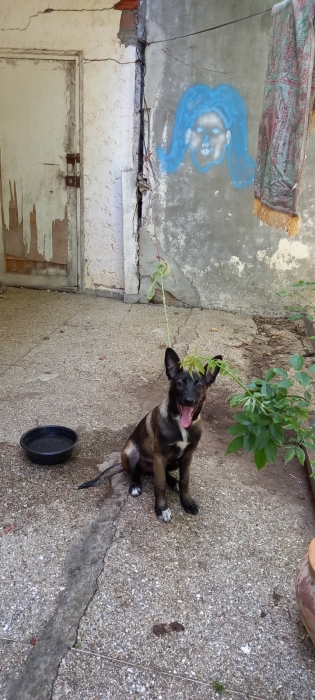 Chien malinois pur