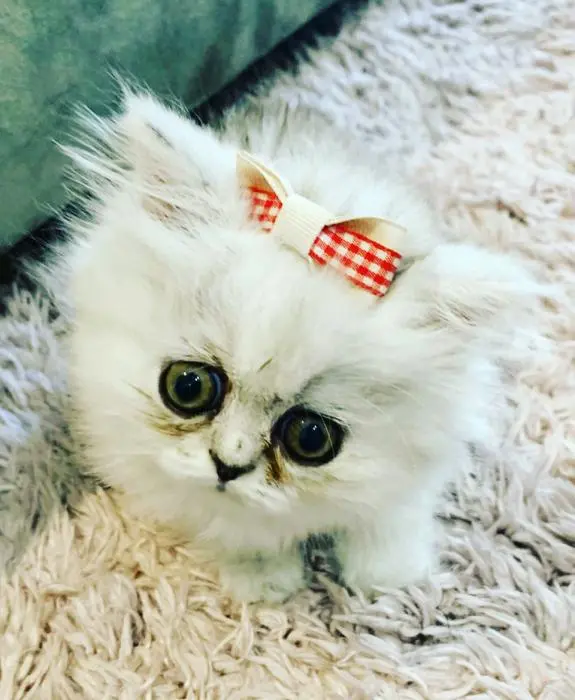 Jumelles persans chinchilla golden et silver