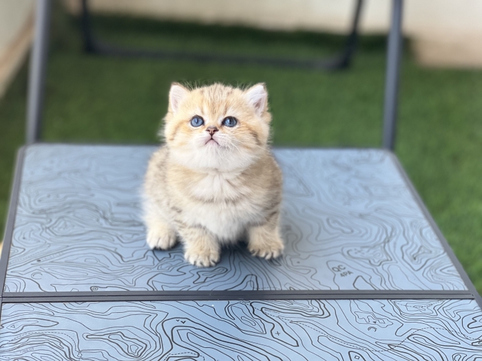 Black golden spotted tabby