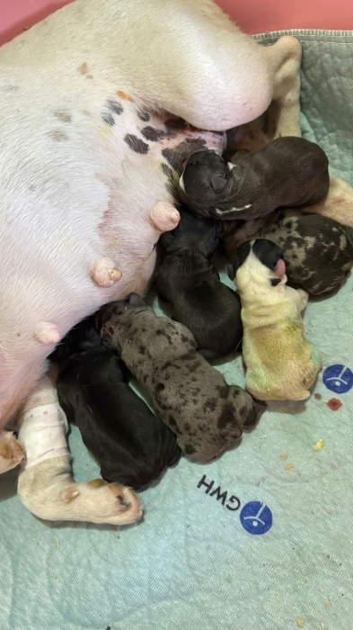 Chiots de bouledogues et d’autres adultes très bon prix