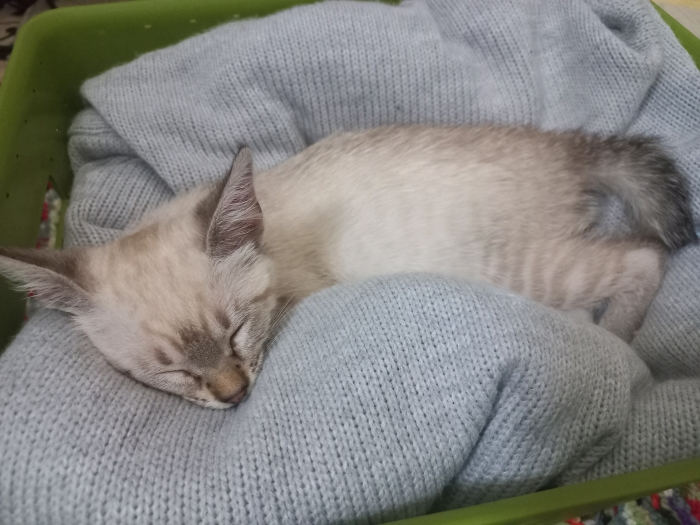 سيامي عندها شهر واسبوع