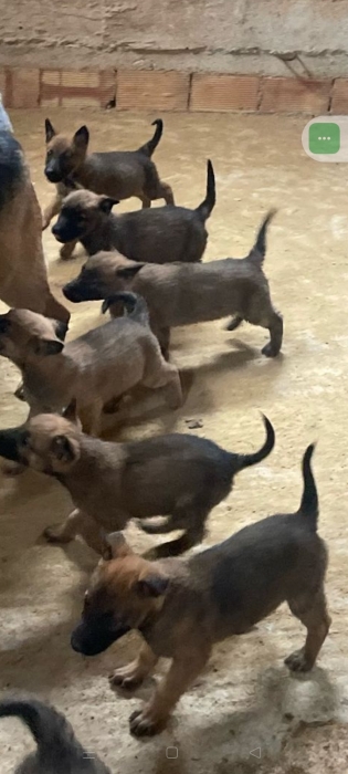 Chiots malinois / berger allemand