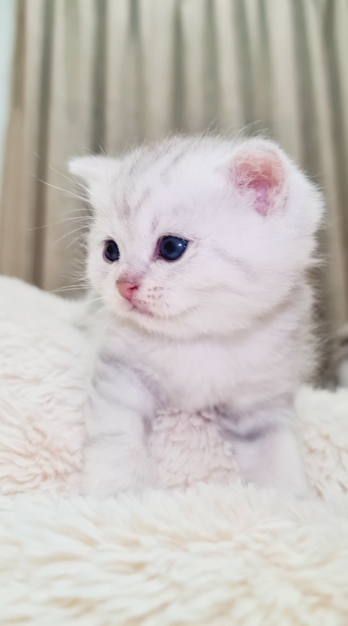 British shorthair silver tabby