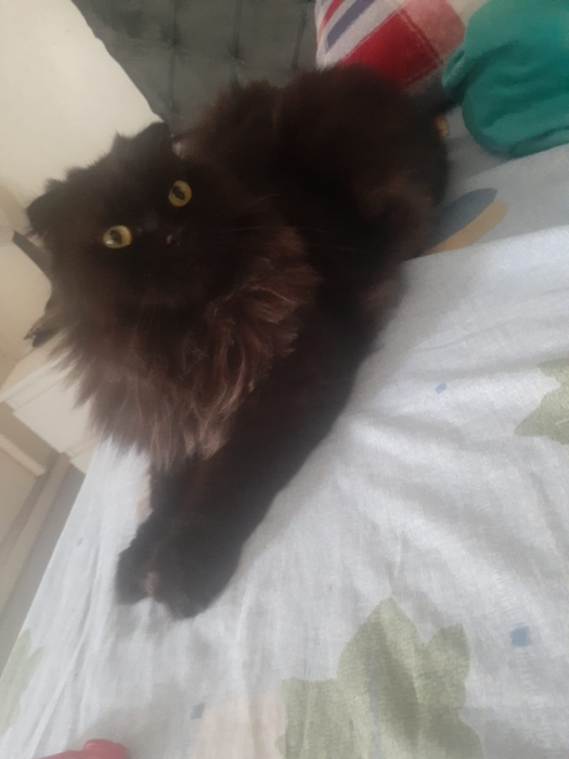 scotish Fold Black and Grey