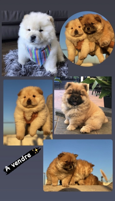 Chowchow