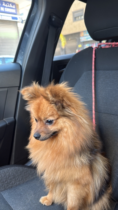 Spitz nain allemand mâle