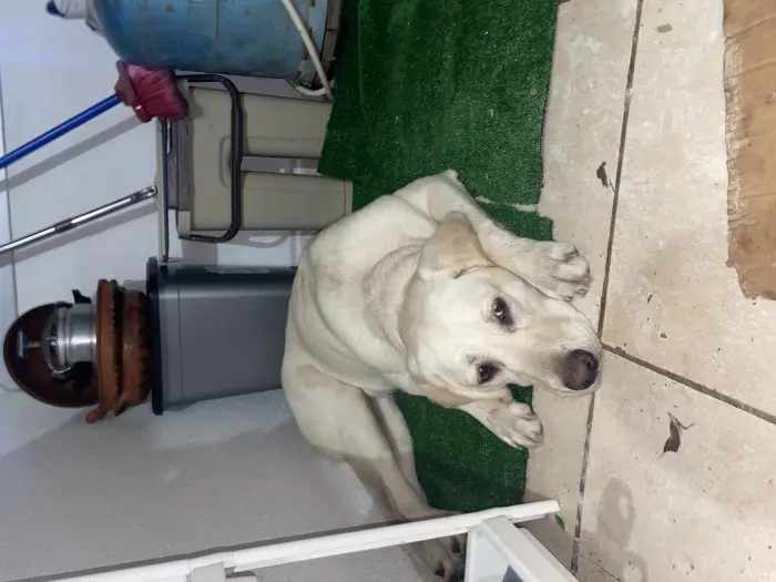 Labradore sable femelle 7mois