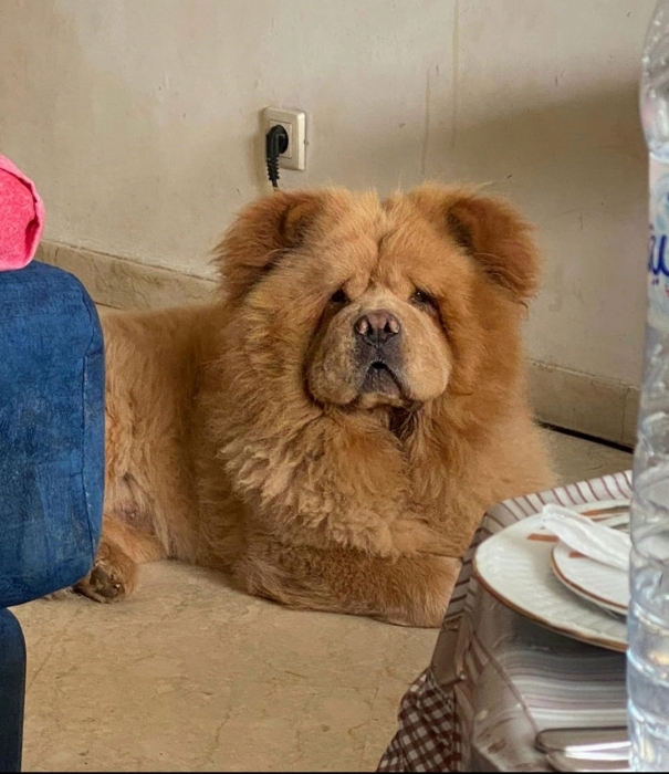 Chow-chow