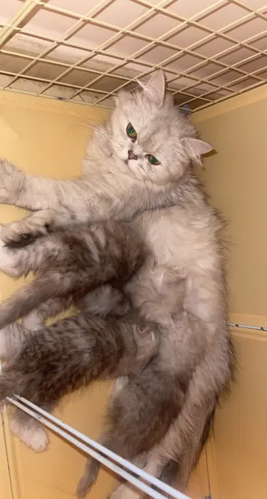 Chatons persans chinchilla race pure