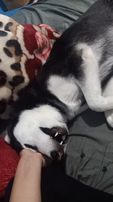 Adoption husky femelle