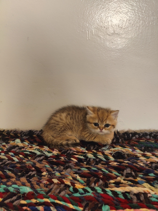 Petit mâle Golden Shaded