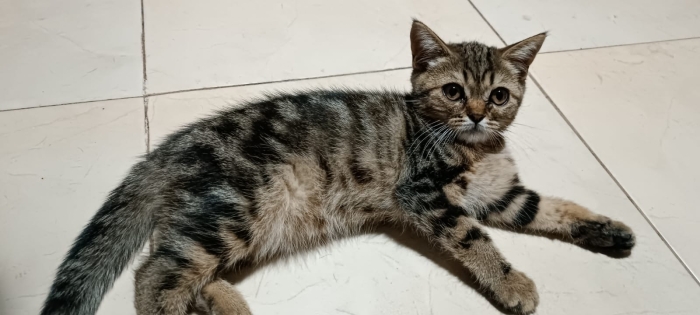 British shorthair Males