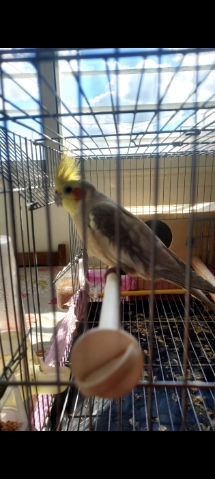 Calopsitte couple dressé avec cage et maison