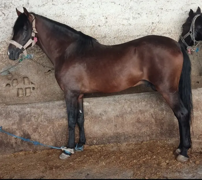 Cheval barbe arabe à vendre