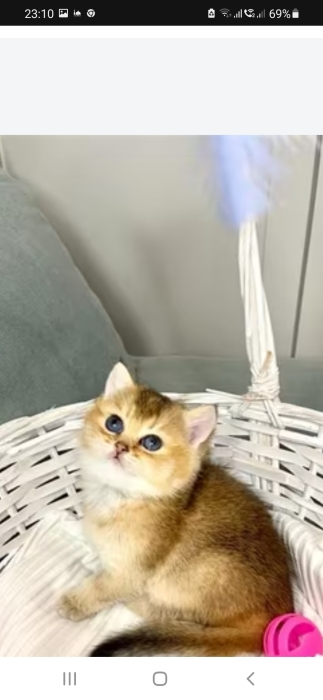 British shorthair golden