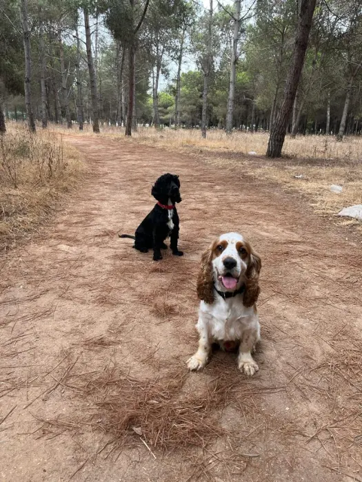Cocker spaniel (Mâle et Femelle)