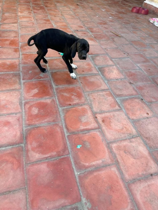 Chiots pointer noirs serpent 2mois